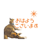 敬語にゃんこず（個別スタンプ：14）