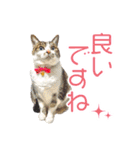 敬語にゃんこず（個別スタンプ：15）