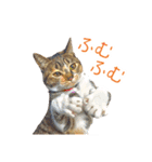 敬語にゃんこず（個別スタンプ：17）