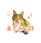 敬語にゃんこず（個別スタンプ：20）