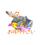 敬語にゃんこず（個別スタンプ：21）