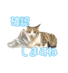 敬語にゃんこず（個別スタンプ：22）