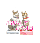 敬語にゃんこず（個別スタンプ：23）