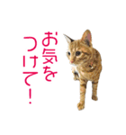 敬語にゃんこず（個別スタンプ：28）
