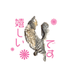 敬語にゃんこず（個別スタンプ：29）
