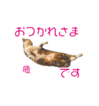 敬語にゃんこず（個別スタンプ：31）
