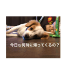 Reonimu（個別スタンプ：3）