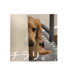 福岡のなすび（個別スタンプ：4）