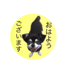 コタロウ＆ジロウ（個別スタンプ：6）
