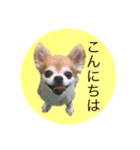 コタロウ＆ジロウ（個別スタンプ：7）