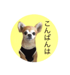 コタロウ＆ジロウ（個別スタンプ：8）
