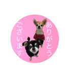 コタロウ＆ジロウ（個別スタンプ：10）