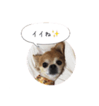 コタロウ＆ジロウ（個別スタンプ：12）