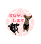 コタロウ＆ジロウ（個別スタンプ：13）