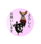 コタロウ＆ジロウ（個別スタンプ：14）