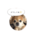 コタロウ＆ジロウ（個別スタンプ：15）