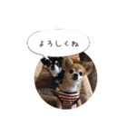 コタロウ＆ジロウ（個別スタンプ：16）