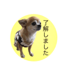 コタロウ＆ジロウ（個別スタンプ：18）