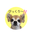 コタロウ＆ジロウ（個別スタンプ：23）