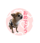 コタロウ＆ジロウ（個別スタンプ：24）