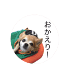 コタロウ＆ジロウ（個別スタンプ：26）