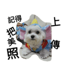 Maltest nose（個別スタンプ：7）