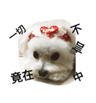 Maltest nose（個別スタンプ：11）