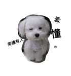 Maltest nose（個別スタンプ：13）