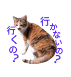 こねこのこねこ（個別スタンプ：8）