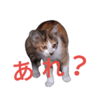 こねこのこねこ（個別スタンプ：10）