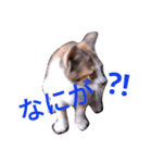 こねこのこねこ（個別スタンプ：18）