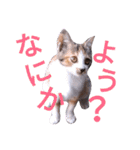 こねこのこねこ（個別スタンプ：19）