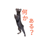 こねこのこねこ（個別スタンプ：24）