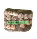 hello my mama（個別スタンプ：16）