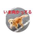 らしくん パート2（個別スタンプ：11）
