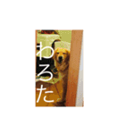らしくん パート2（個別スタンプ：15）