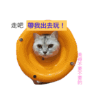 Choco cat - no no（個別スタンプ：17）