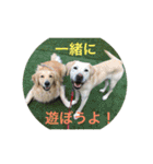 犬の学校ラフィンドッグスのわんちゃん達（個別スタンプ：31）