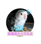 コザクラインコたち（個別スタンプ：1）