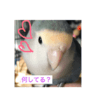 コザクラインコたち（個別スタンプ：3）