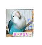 コザクラインコたち（個別スタンプ：4）