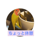 コザクラインコたち（個別スタンプ：5）