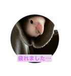 コザクラインコたち（個別スタンプ：6）