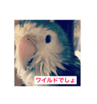 コザクラインコたち（個別スタンプ：7）