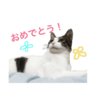 猫のるぅ。（個別スタンプ：1）