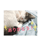 猫のるぅ。（個別スタンプ：4）