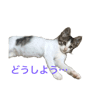 猫のるぅ。（個別スタンプ：17）