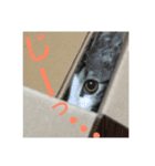 猫のるぅ。（個別スタンプ：21）