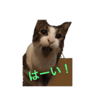 猫のるぅ。（個別スタンプ：23）