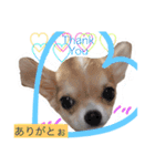 Chihuahua friends（個別スタンプ：3）